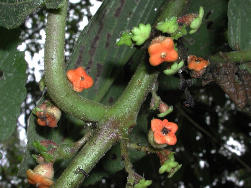 Monimiaceae Siparuna 