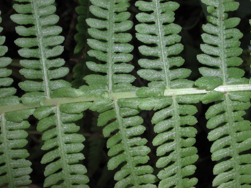 Thelypteridaceae Amauropelta amphioxypteris