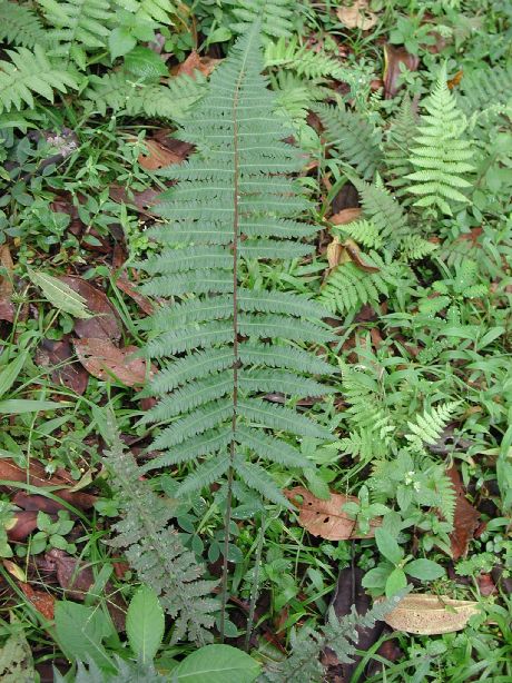 Thelypteridaceae Amauropelta rudis