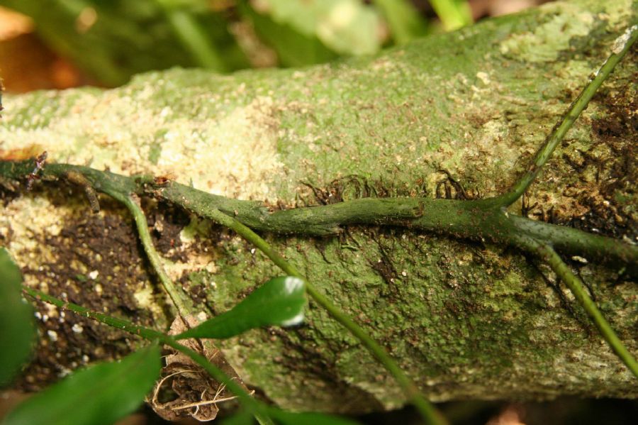 Lomariopsidaceae Lomariopsis spectabilis