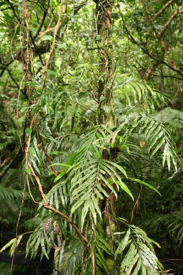 Lomariopsidaceae Lomariopsis spectabilis