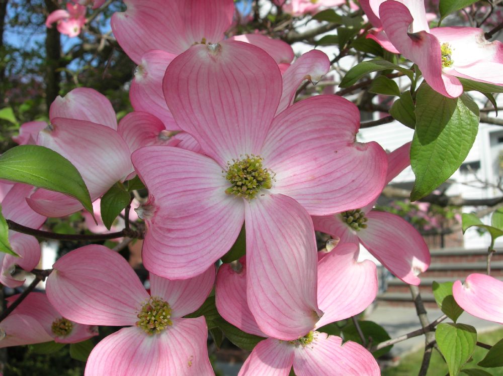 Cornaceae Cornus florida