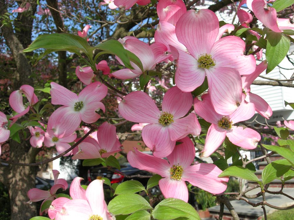 Cornaceae Cornus florida