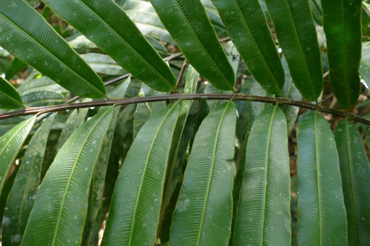 Saccolomataceae Saccoloma chartaceum