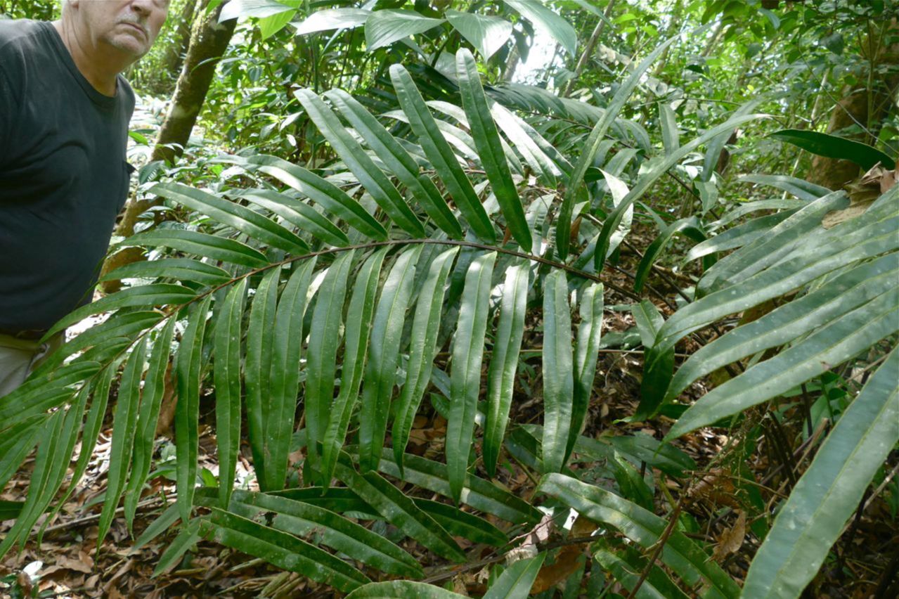 Saccolomataceae Saccoloma chartaceum