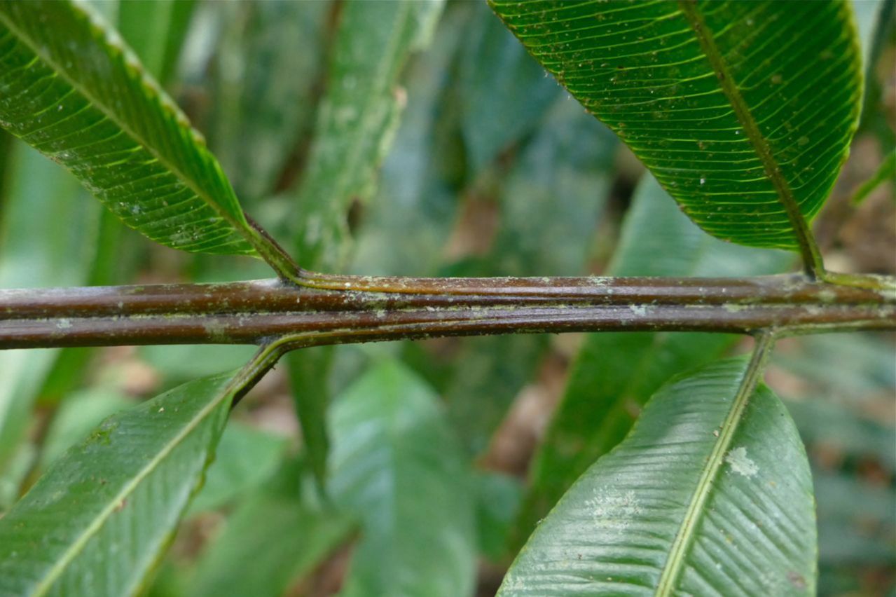 Saccolomataceae Saccoloma chartaceum