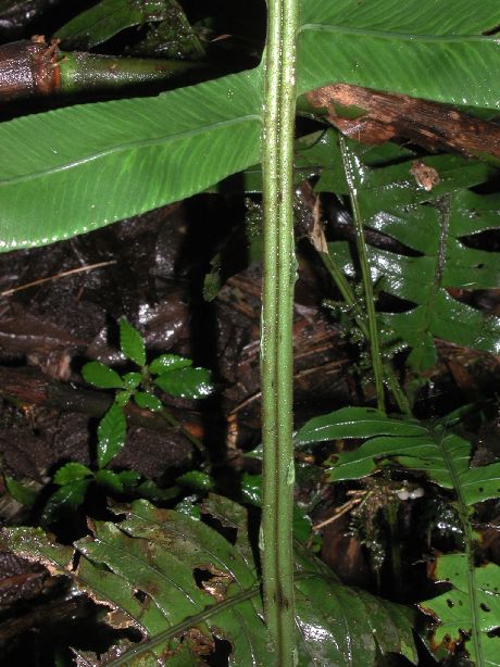 Blechnaceae Austroblechnum divergens