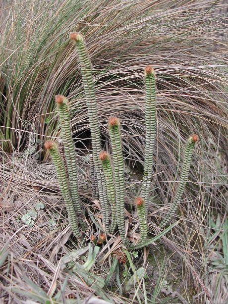 Pteridaceae Jamesonia goudotii