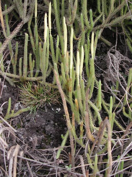 Lycopodiaceae Lycopodium contiguum