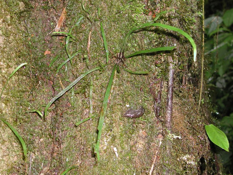 Pteridaceae Radiovittaria gardneriana