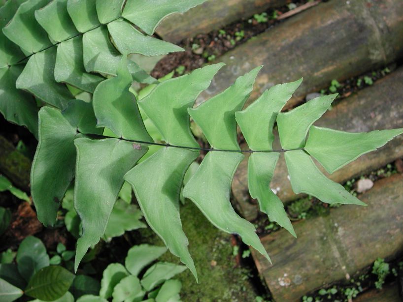 Pteridaceae Adiantum macrophyllum