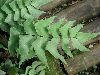 image of Adiantum macrophyllum