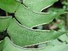 image of Adiantum macrophyllum