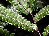 image of Adiantum tetraphyllum