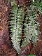 image of Asplenium laetum