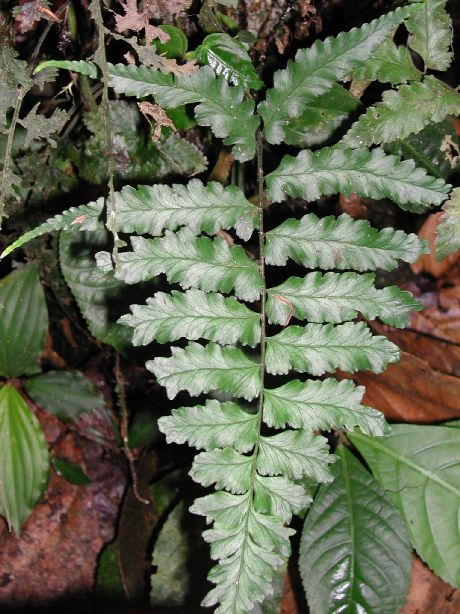 Aspleniaceae Hymenasplenium purpurascens