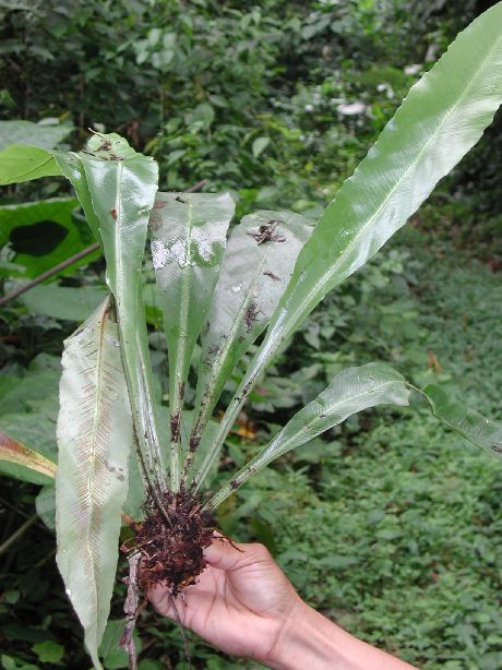 Aspleniaceae Asplenium serratum