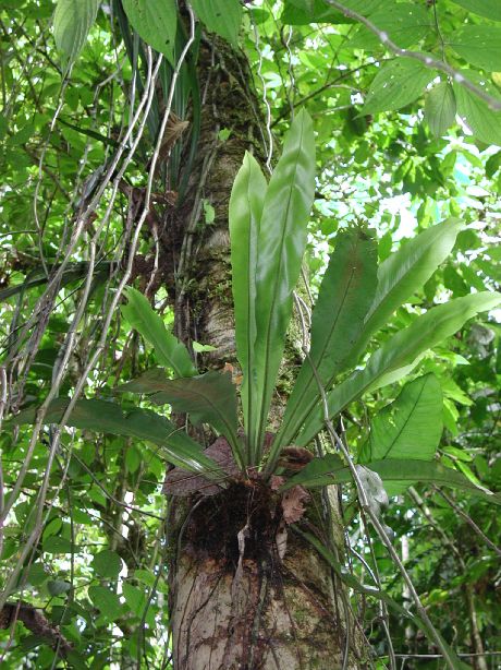 Aspleniaceae Asplenium serratum