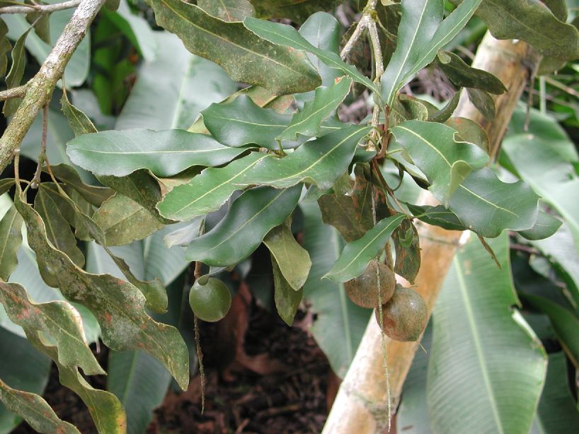 Proteaceae Macadamia integrifolia