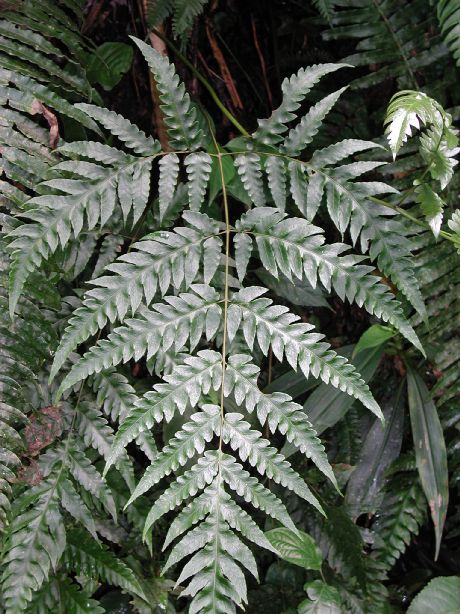 Tectariaceae Tectaria mexicana