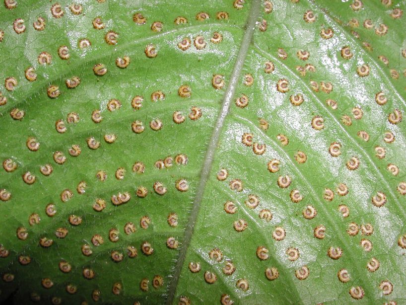 Tectariaceae Tectaria pilosa