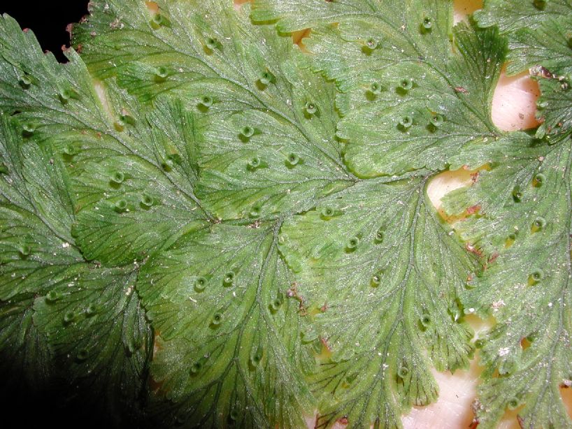 Hymenophyllaceae Trichomanes collariatum