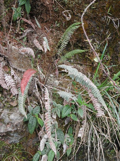 Blechnaceae Austroblechnum pteropus