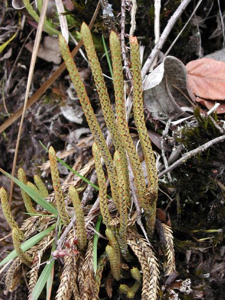 Lycopodiaceae Phlegmariurus tetragonus