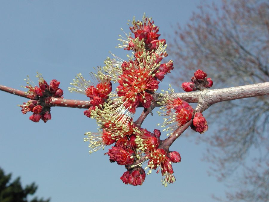 Aceraceae Acer rubrum