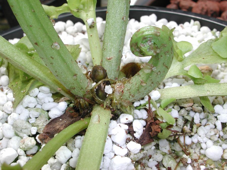 Pteridaceae Ceratopteris thalictroides