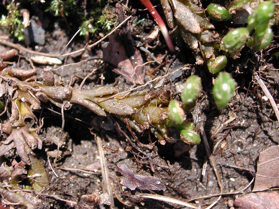 Cystopteridaceae Cystopteris protrusa