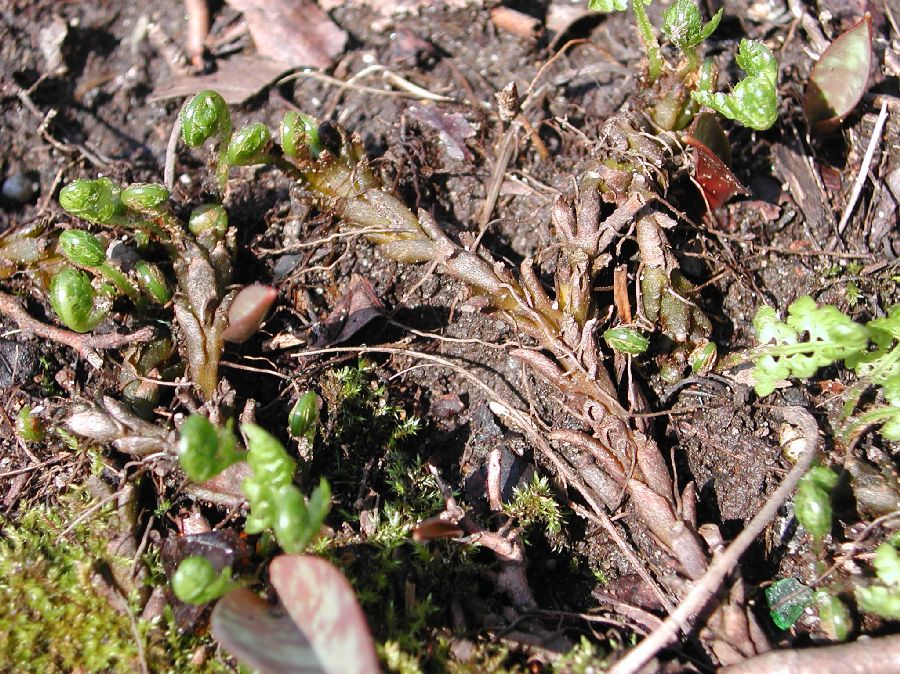 Cystopteridaceae Cystopteris protrusa