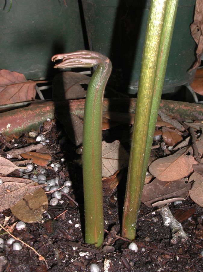 Ophioglossaceae Helminthostachys zeylanica