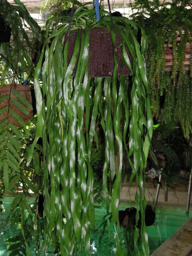 Ophioglossaceae Ophioglossum pendulum