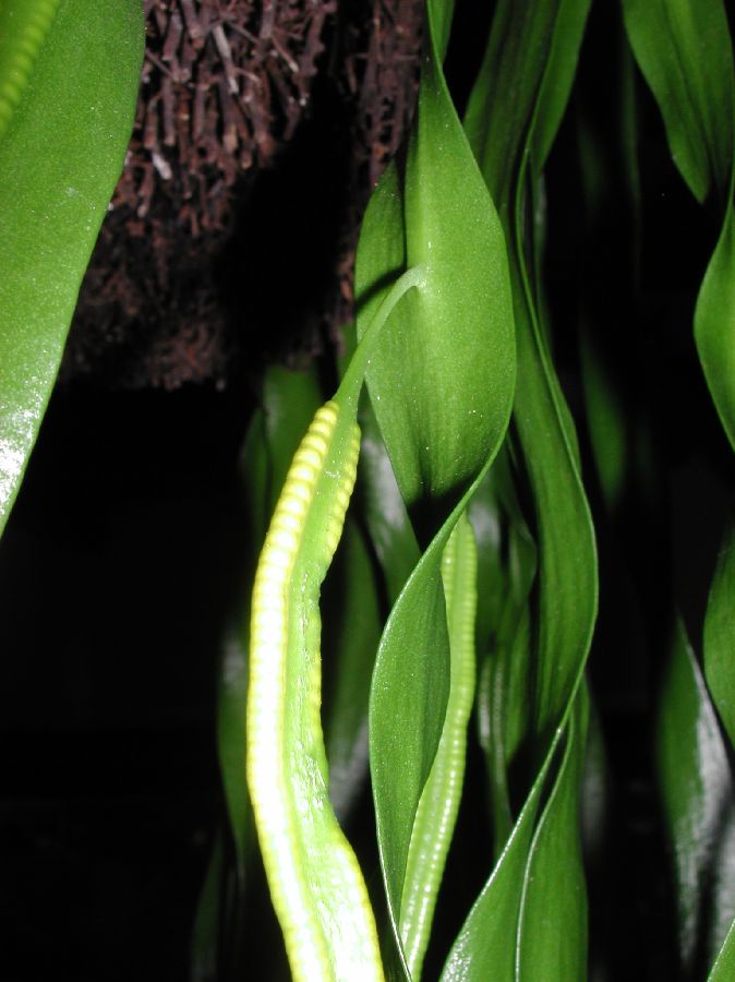 Ophioglossaceae Ophioglossum pendulum