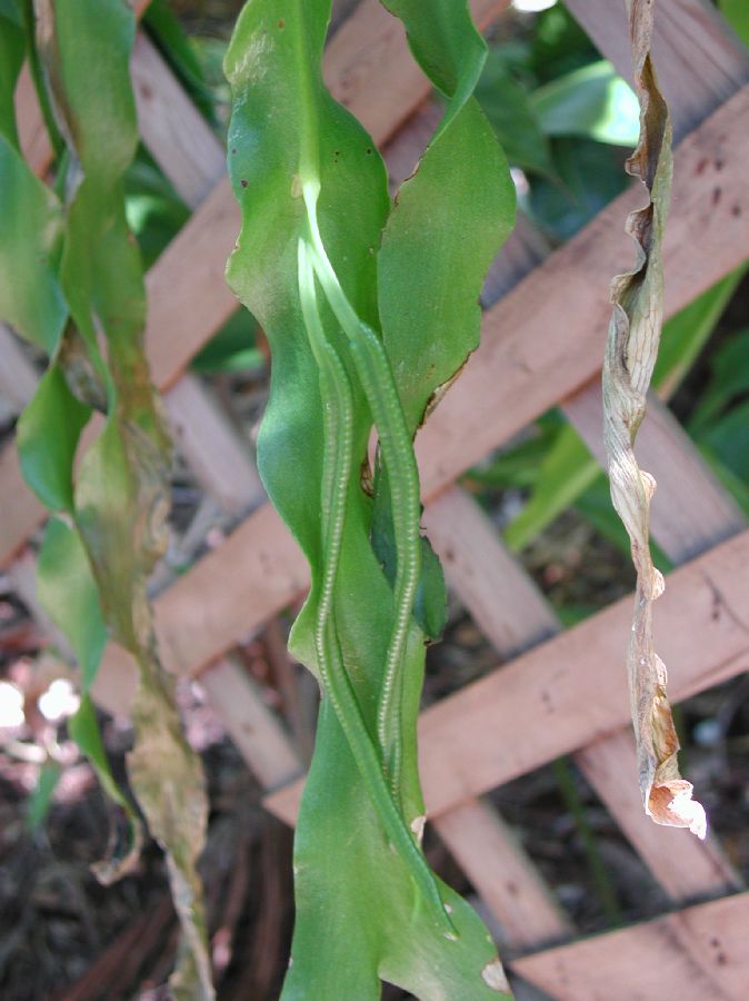 Ophioglossaceae Ophioglossum pendulum