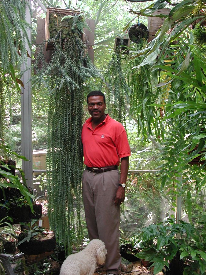 Lycopodiaceae Phlegmariurus goebelii