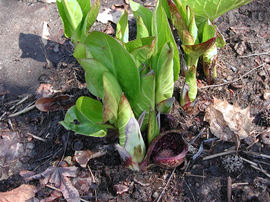 Araceae Symplocarpus foetidus