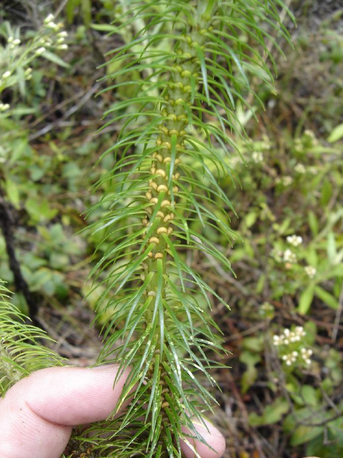 Lycopodiaceae Phlegmariurus hippurideus