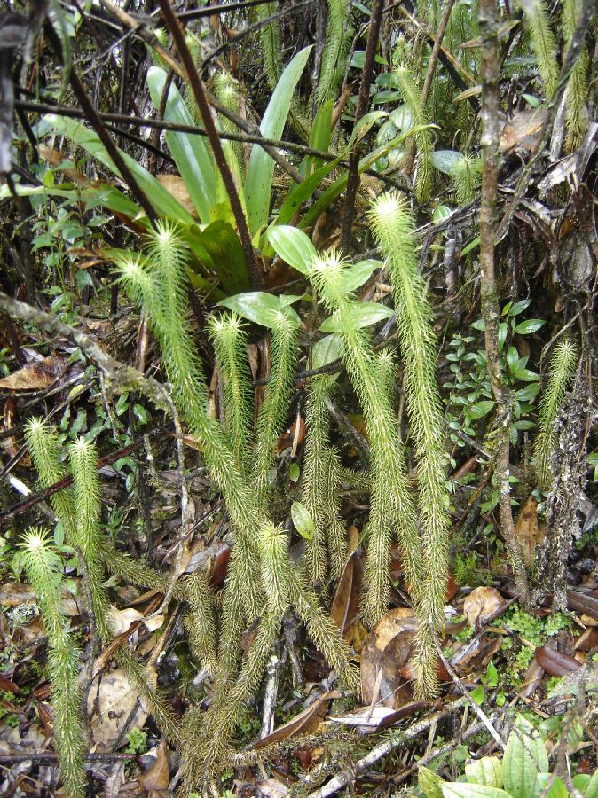 Lycopodiaceae Phlegmariurus hippurideus