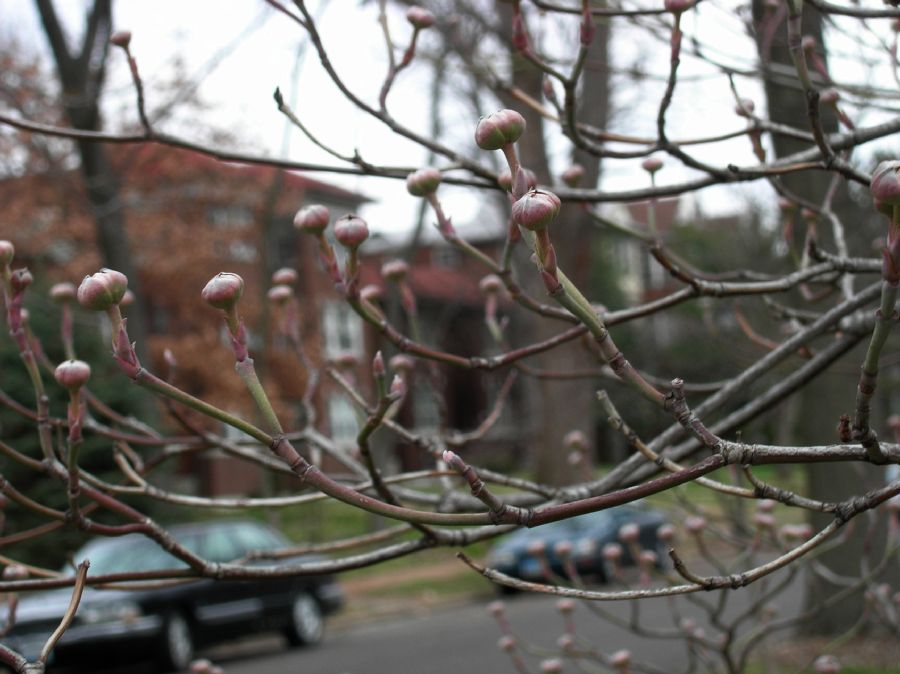 Cornaceae Cornus florida