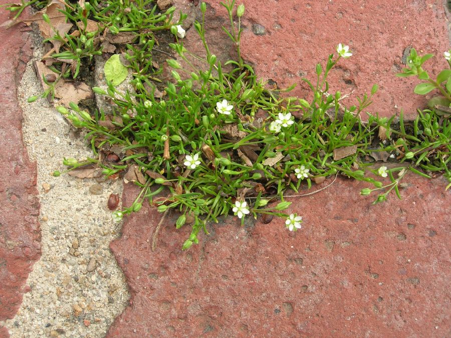 Caryophyllaceae Arenaria stricta