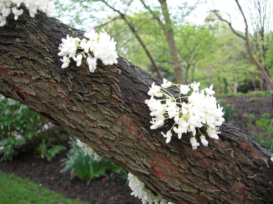 Fabaceae Cercis canadensis