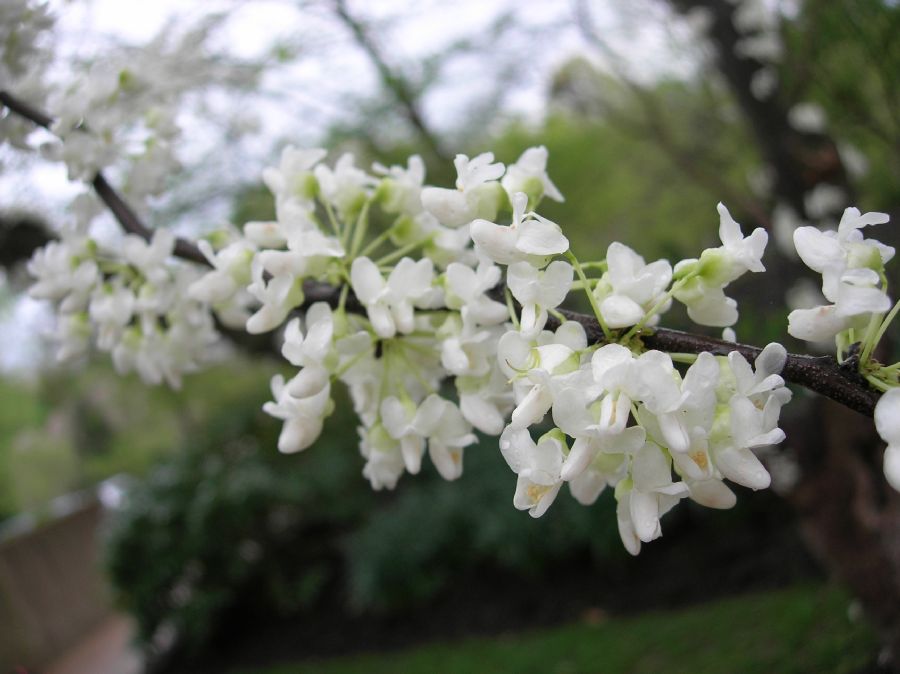 Fabaceae Cercis canadensis