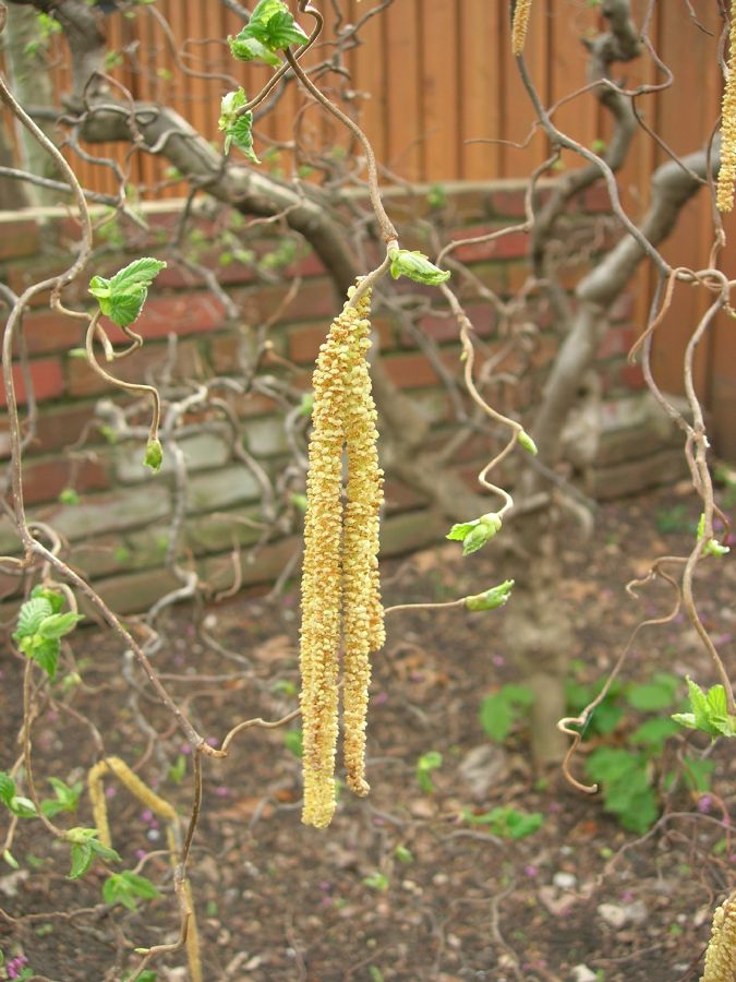 Betulaceae Corylus avellana