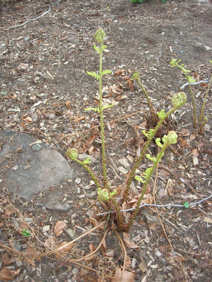 Dryopteridaceae Dryopteris stewartii