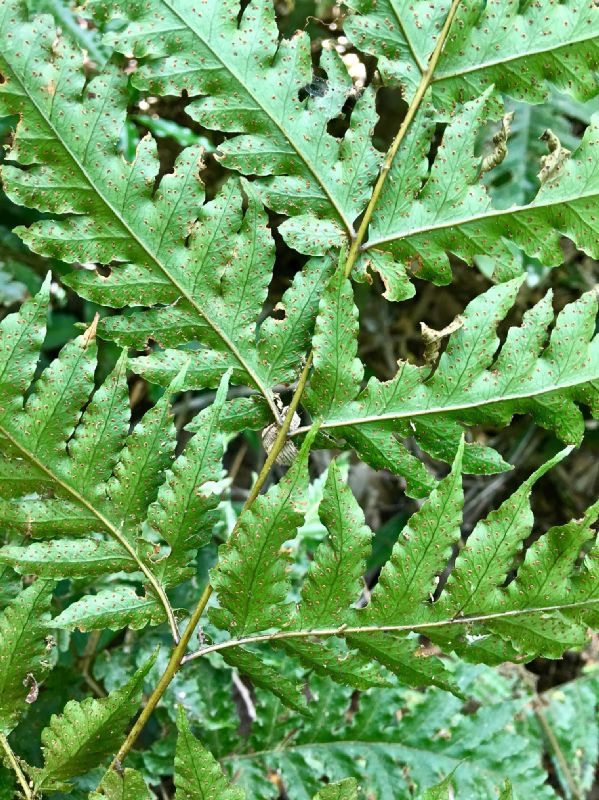 Tectariaceae Tectaria mexicana