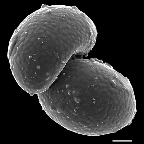 Polypodiaceae Campyloneurum angustifolium