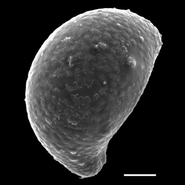 Polypodiaceae Campyloneurum angustifolium