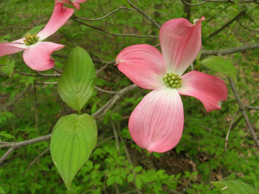 Cornaceae Cornus florida